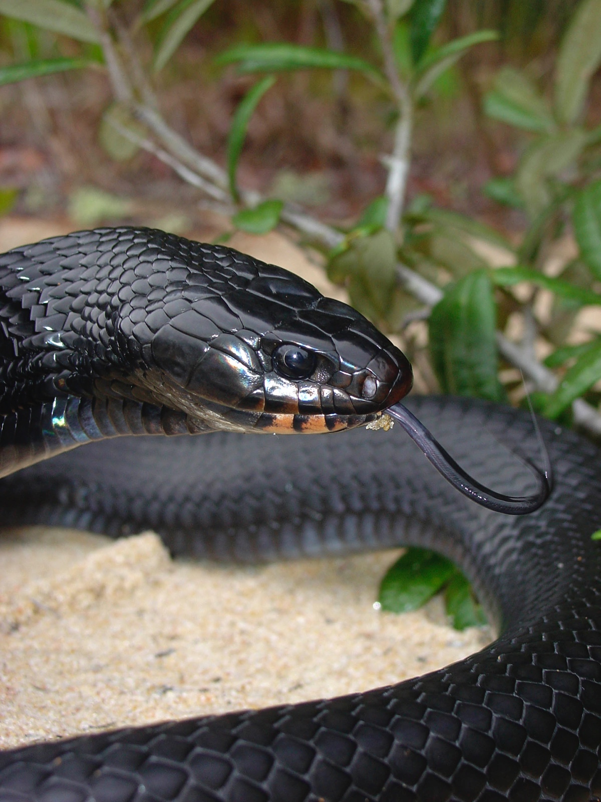 Young Female Drymarchon couperi